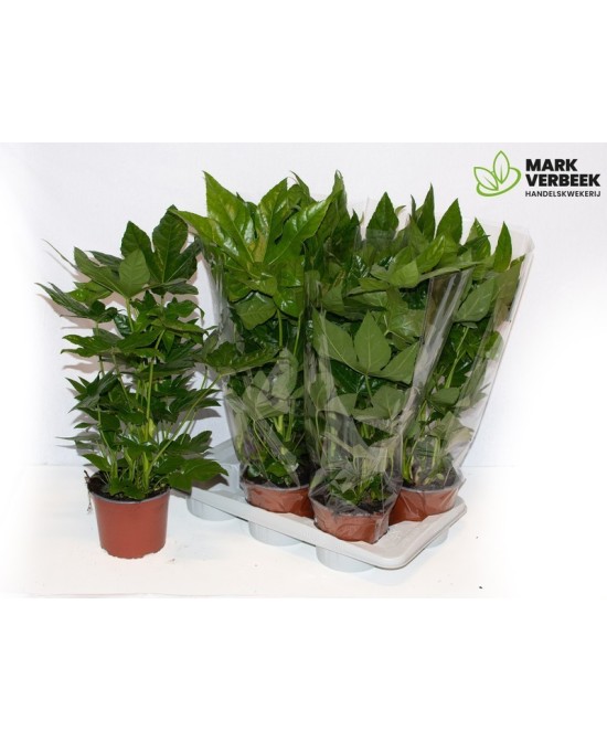 FATSIA JAPONICA  M17