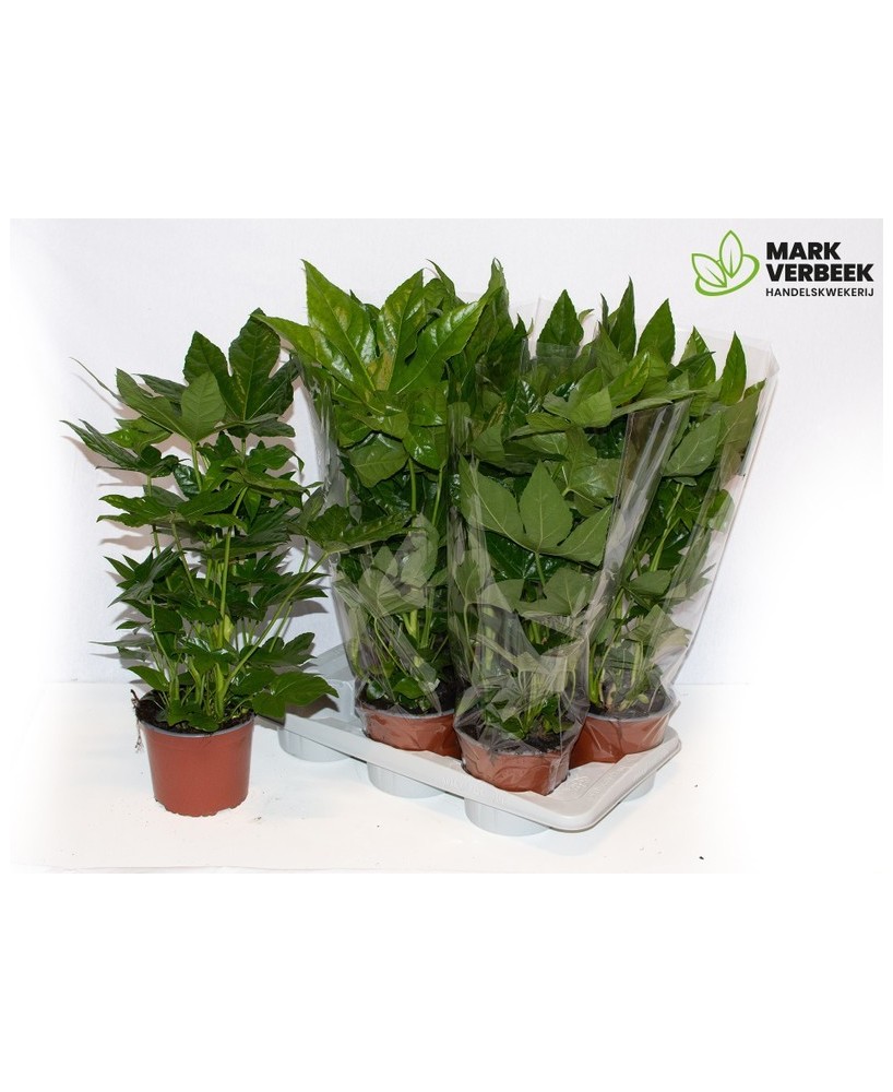FATSIA JAPONICA  M17