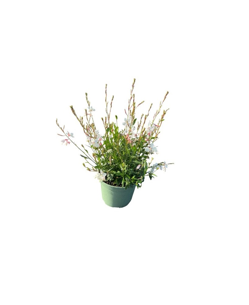 GAURA LIND WHIRLING BUTTERFLIES BLANCO M17