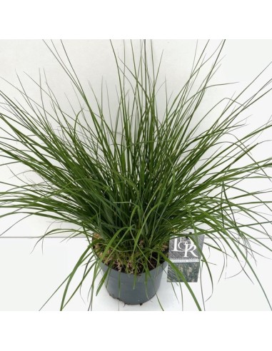 PENNISETUM ALO HAMELN M19