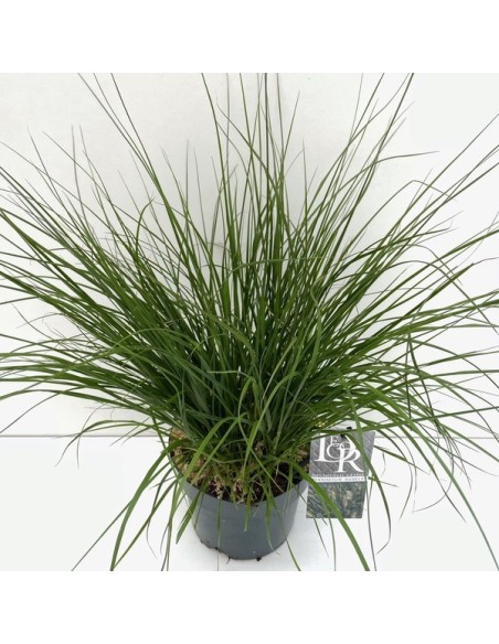 PENNISETUM ALO HAMELN M19