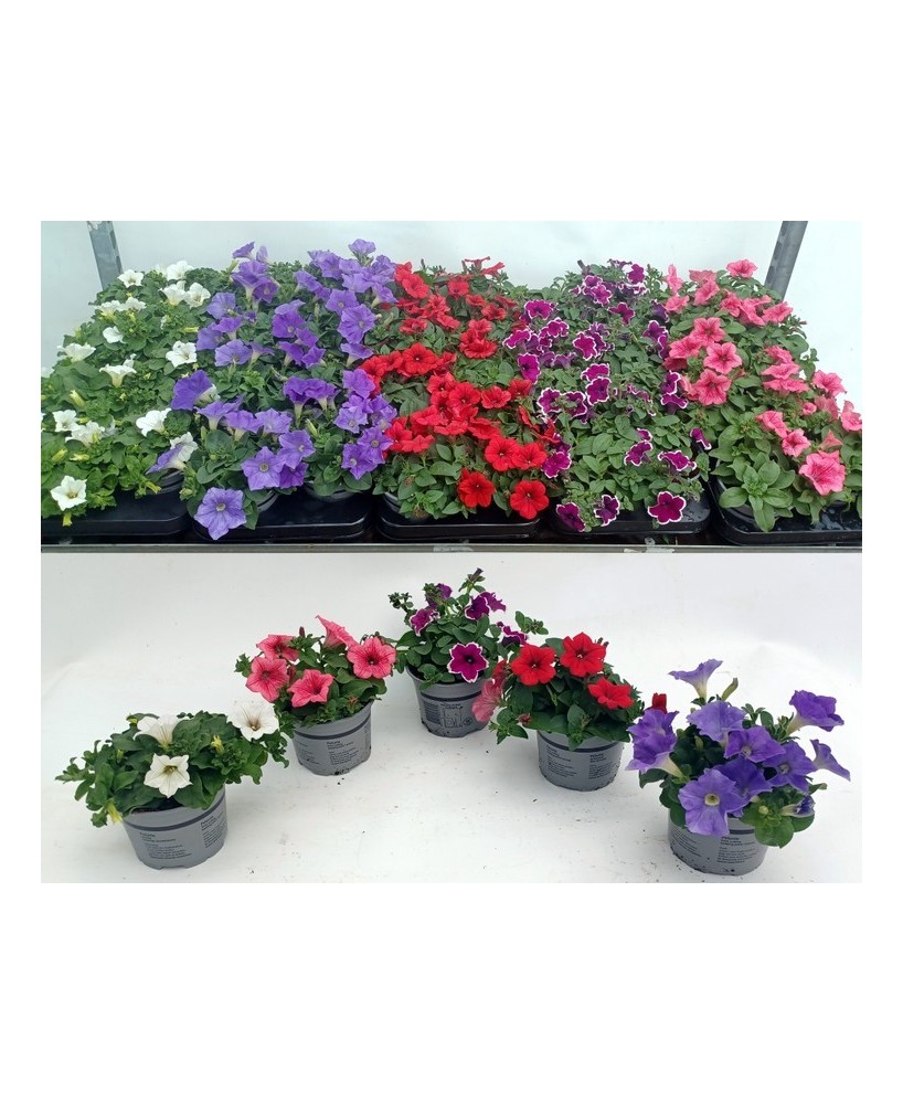 PETUNIA MIX SHELVES M12