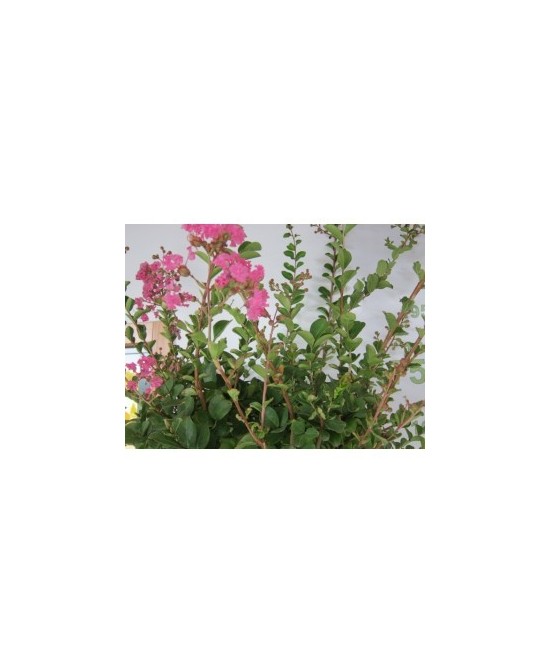 Lagerstroemia Indica Árbol Ornamental | Floración Vibrante y Follaje Elegante

