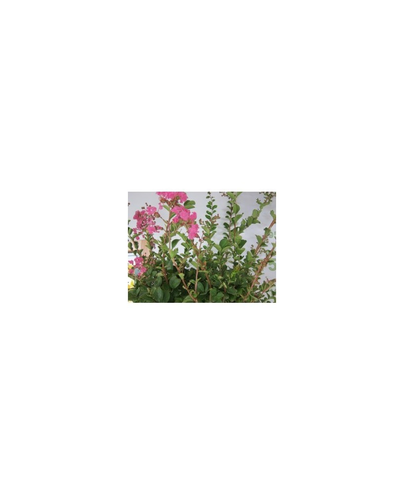 Lagerstroemia Indica Árbol Ornamental | Floración Vibrante y Follaje Elegante

