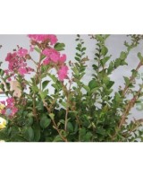 Lagerstroemia Indica Árbol Ornamental | Floración Vibrante y Follaje Elegante

