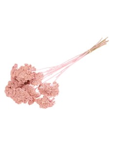 ACHILLEA PARKET ROSA BRUMOSO 2