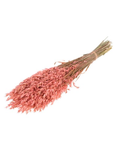 AVENA ROSA