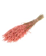 AVENA ROSA
