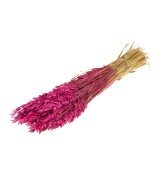 AVENA CEREZA