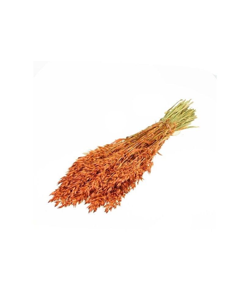 AVENA TEKA