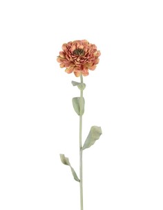 ZINNIA