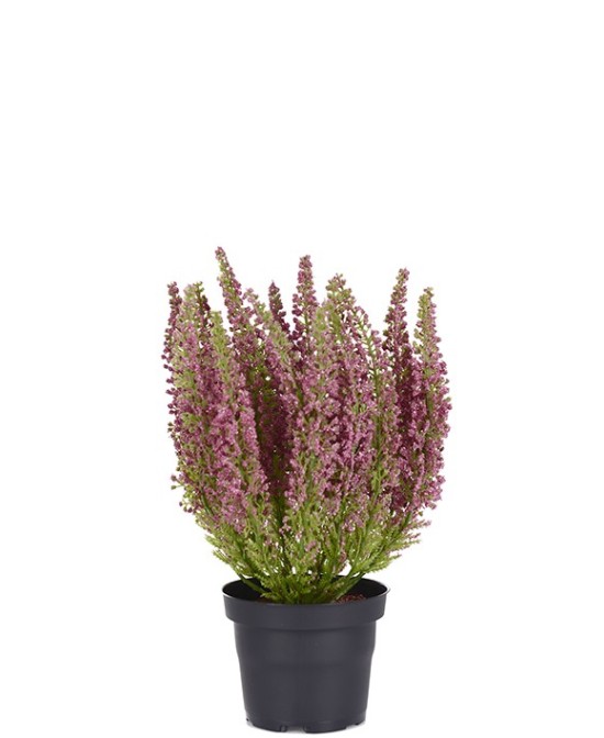 Erica Planta Ornamental de Floración Compacta para Interiores y Exteriores