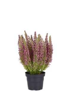 Erica Planta Ornamental de Floración Compacta para Interiores y Exteriores