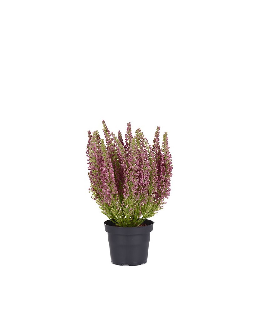 Erica Planta Ornamental de Floración Compacta para Interiores y Exteriores