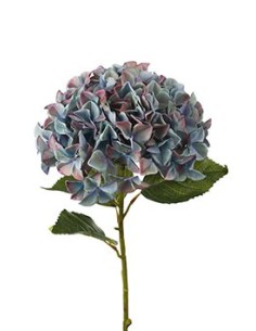 HORTENSIA
