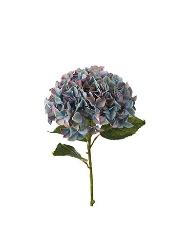 HORTENSIA