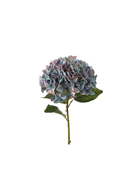HORTENSIA