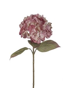 HORTENSIA