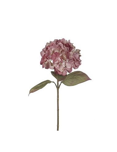HORTENSIA