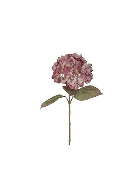 HORTENSIA