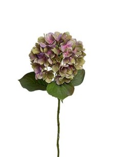 HORTENSIA