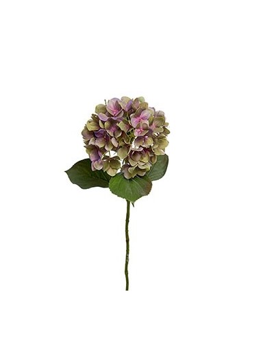 HORTENSIA