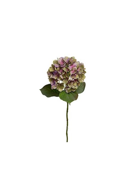 HORTENSIA