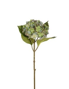 HORTENSIA