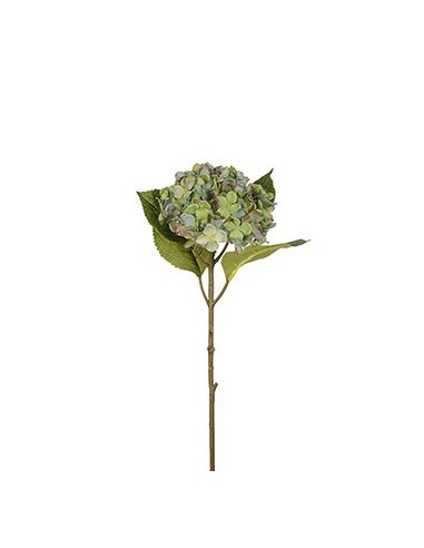 HORTENSIA