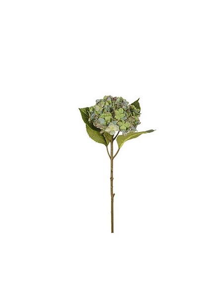 HORTENSIA
