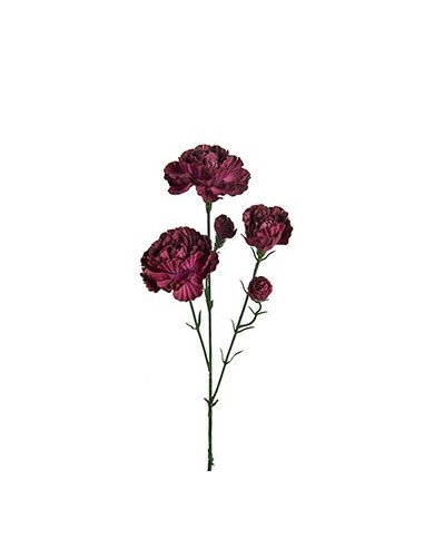 ELEGANCE NEJLIK