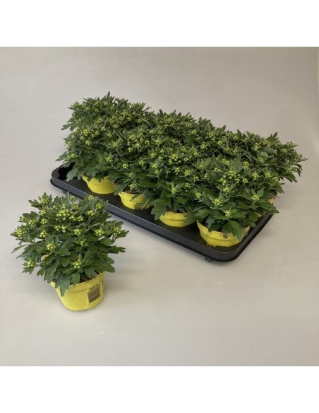 AJANIA PACIFIC AMARILLA M12