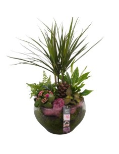 COMPOSICION HOUSE PLANTS M30