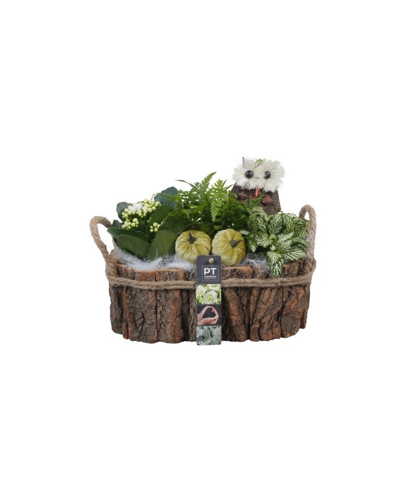 COMPOSICION HOUSE PLANTS M27