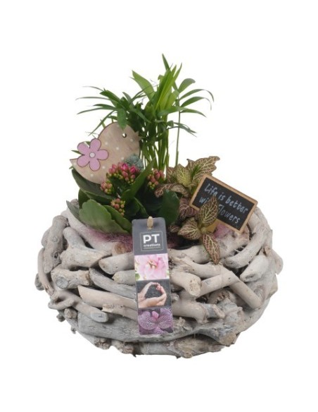 COMPOSICION HOUSE PLANTS M25