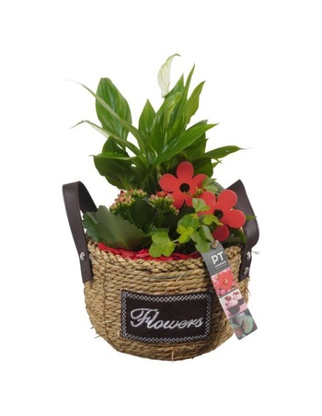 COMPOSICION HOUSE PLANTS M22