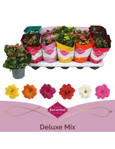 KALANCHOE BLOSS MIX M10.5