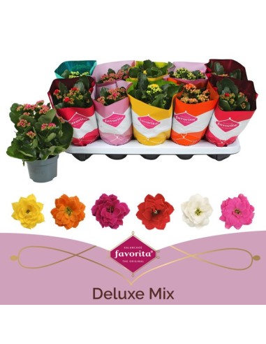KALANCHOE BLOSS MIX M10.5
