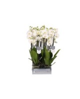 Phalaenopsis White World 4T Blanco M12CM Orquídea Blanca Elegante Fácil Cuidado