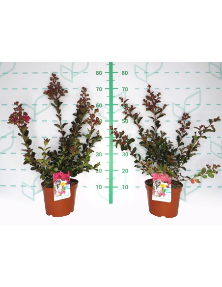 Lagerstroemia indica 3.5L  Arbusto Ornamental con Floración Prolongada

