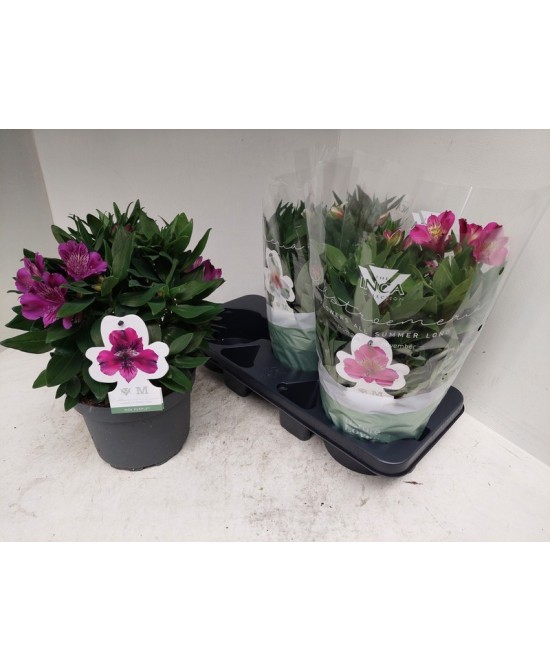 ALSTROMERIA INCA COLL MEZCLADO  M19