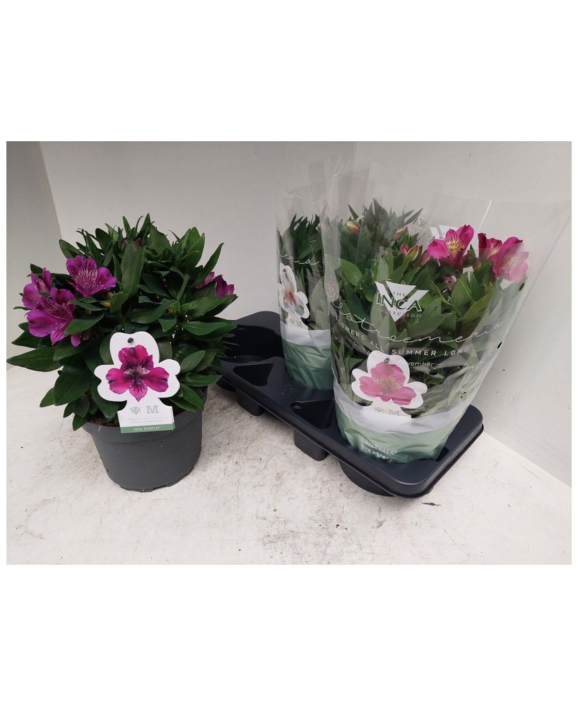 ALSTROMERIA INCA COLL MEZCLADO  M19