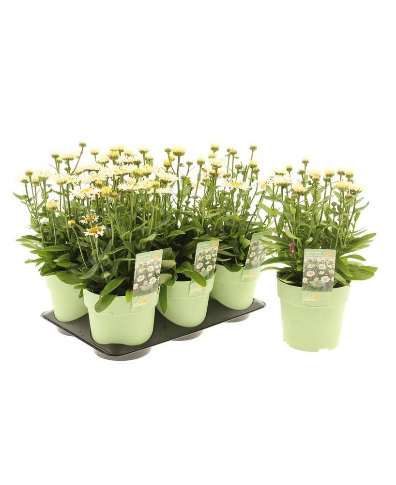 LEUCANTHEMUM OOH LA LACROSSE M15