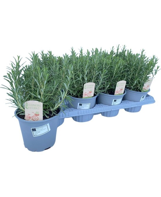ROSMARINUS OFFICINALIS M14