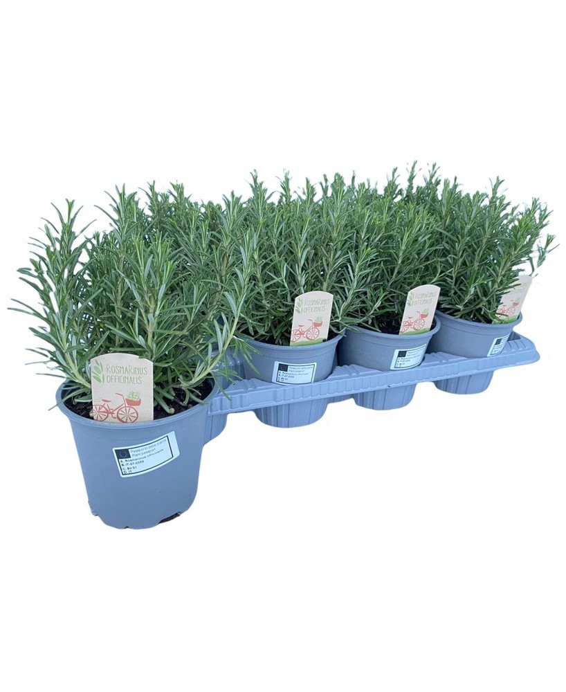 ROSMARINUS OFFICINALIS M14