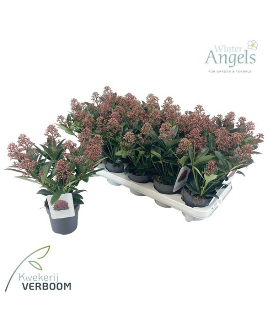 Skimmia Japonica Rubella M10 Arbusto Perenne Flores Perfume Jardín Balcón