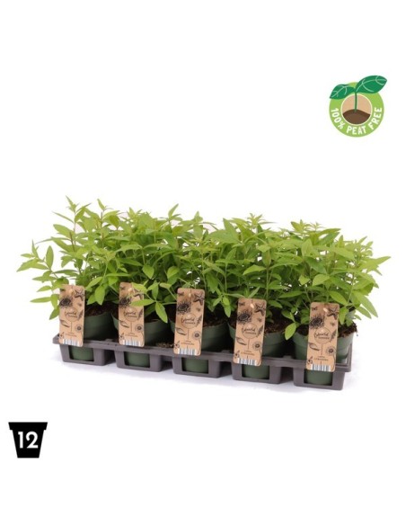 LIPPIA CITRIDORA M12