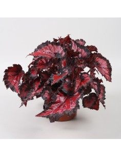 Begonia Foliage B Inca Night Planta Ornamental de Interior y Exterior