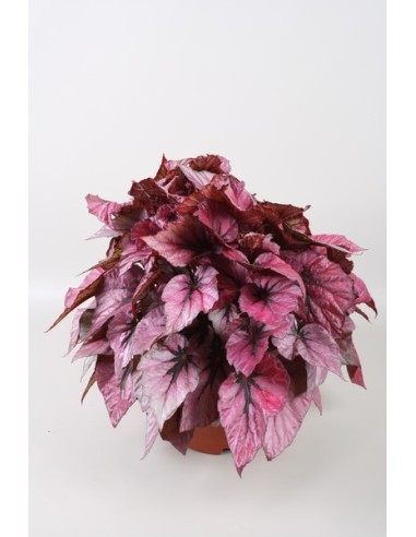 Begonia Follage B Indian Summer M17 Planta Interior y Exterior con Follaje Otoñal