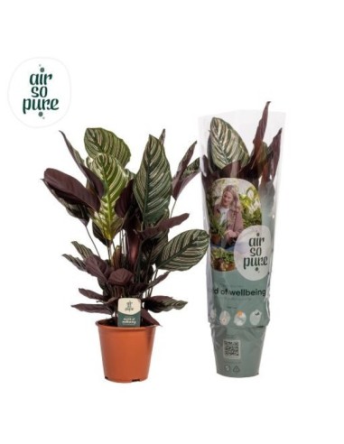 Calathea Sand Ornata Air So Pure M19 Planta de Interior Decorativa y Purificadora
